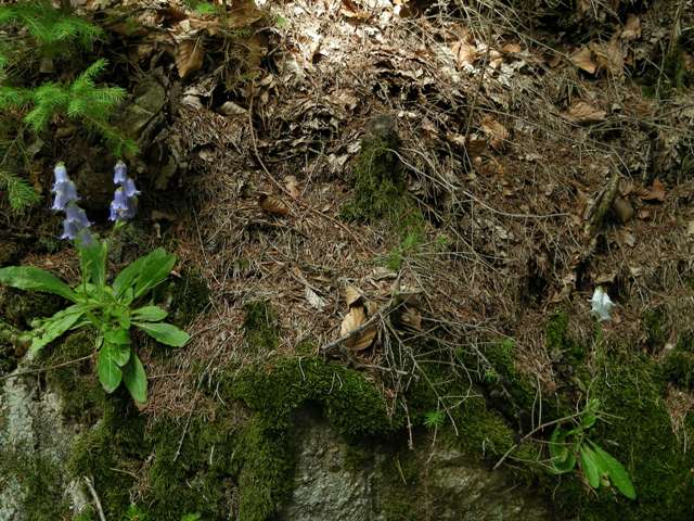 Campanula barbata / Campanula pelosa